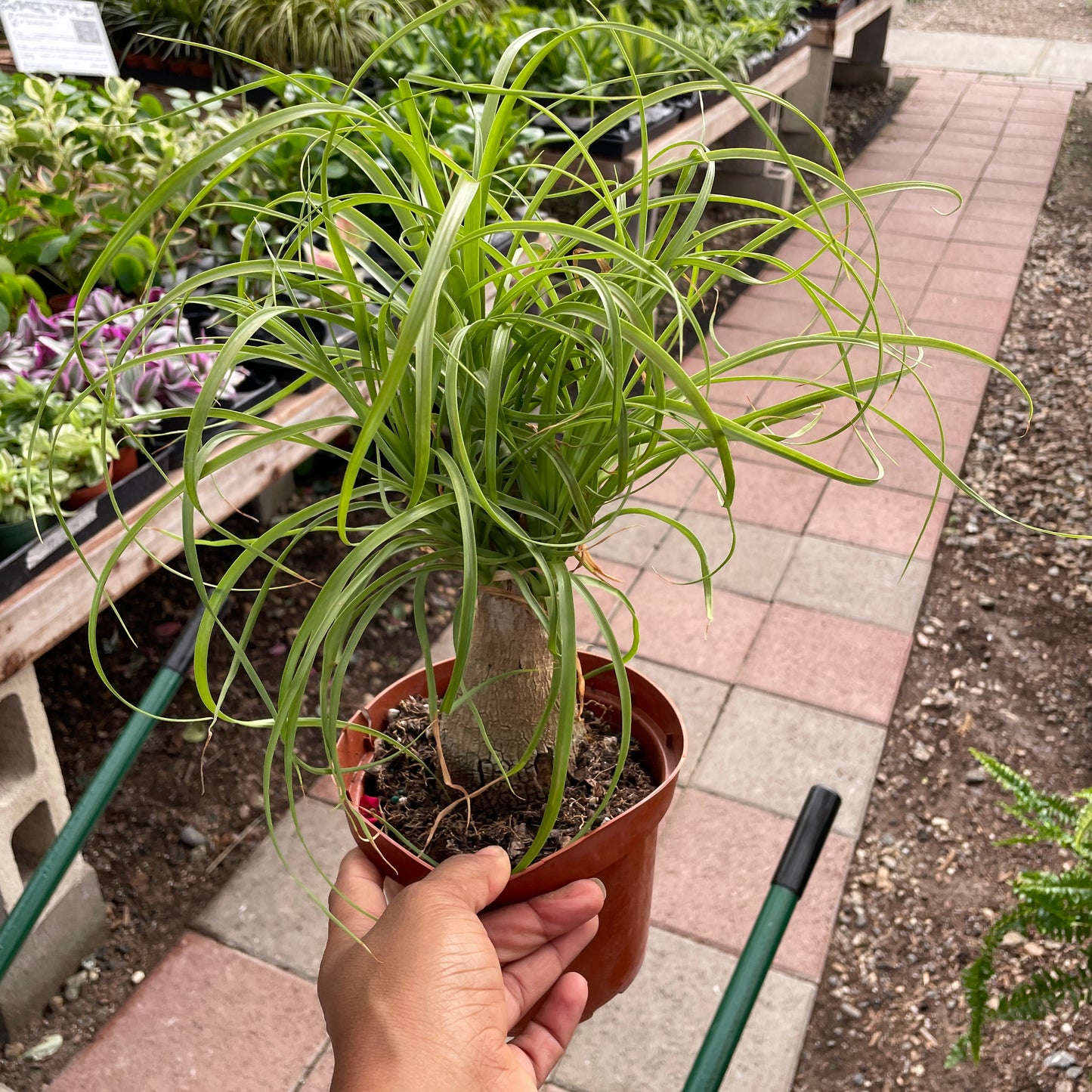 Pony Tail Palm