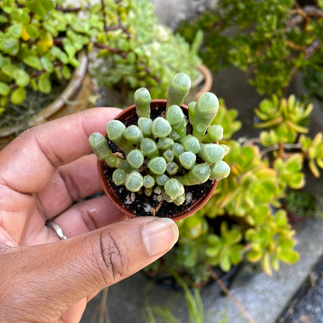 Fenestraria Baby Toes