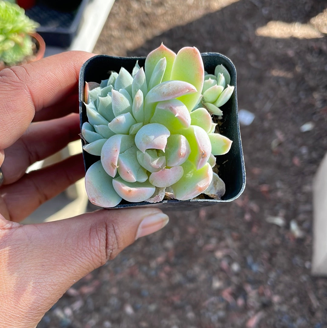 2 inch Echeveria sp cluster