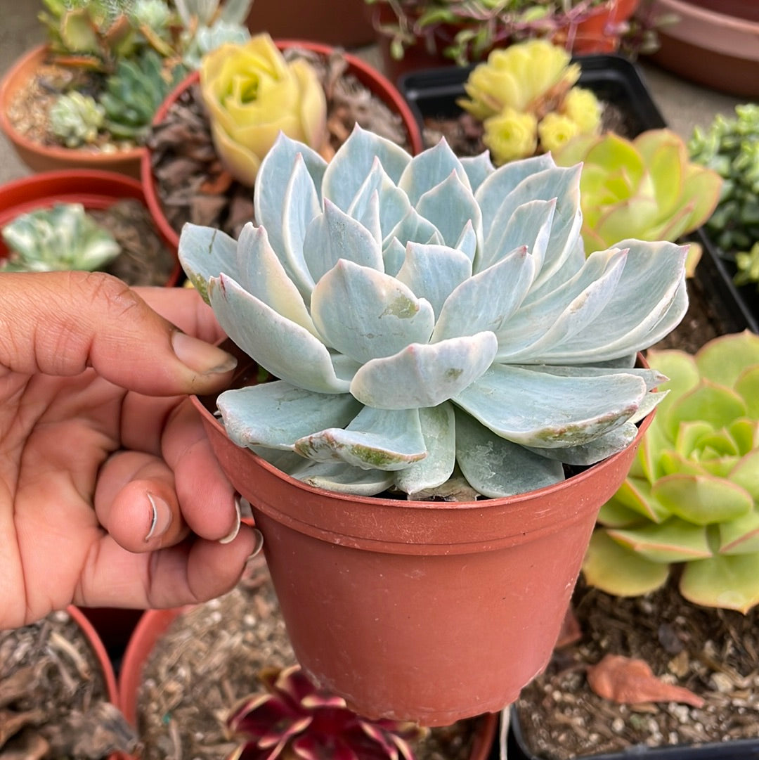 Variegated Echeveria Subsellis
