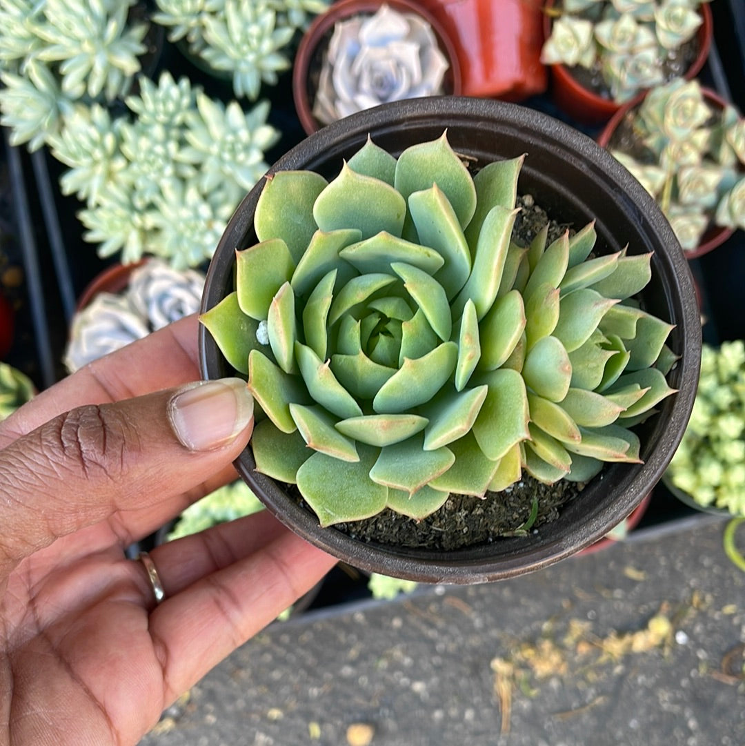 Echeveria Ramilette Cluster