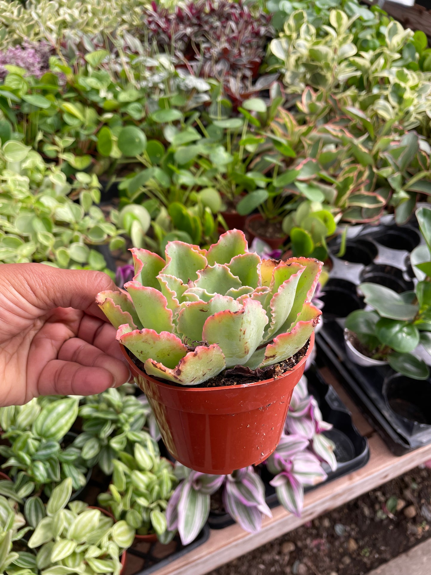 Echeveria Crinoline Ruffles