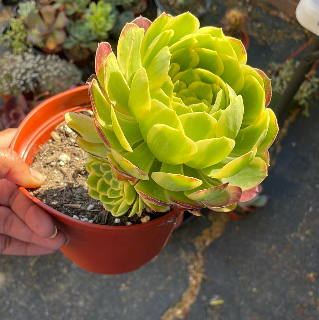 Aeonium Fiesta
