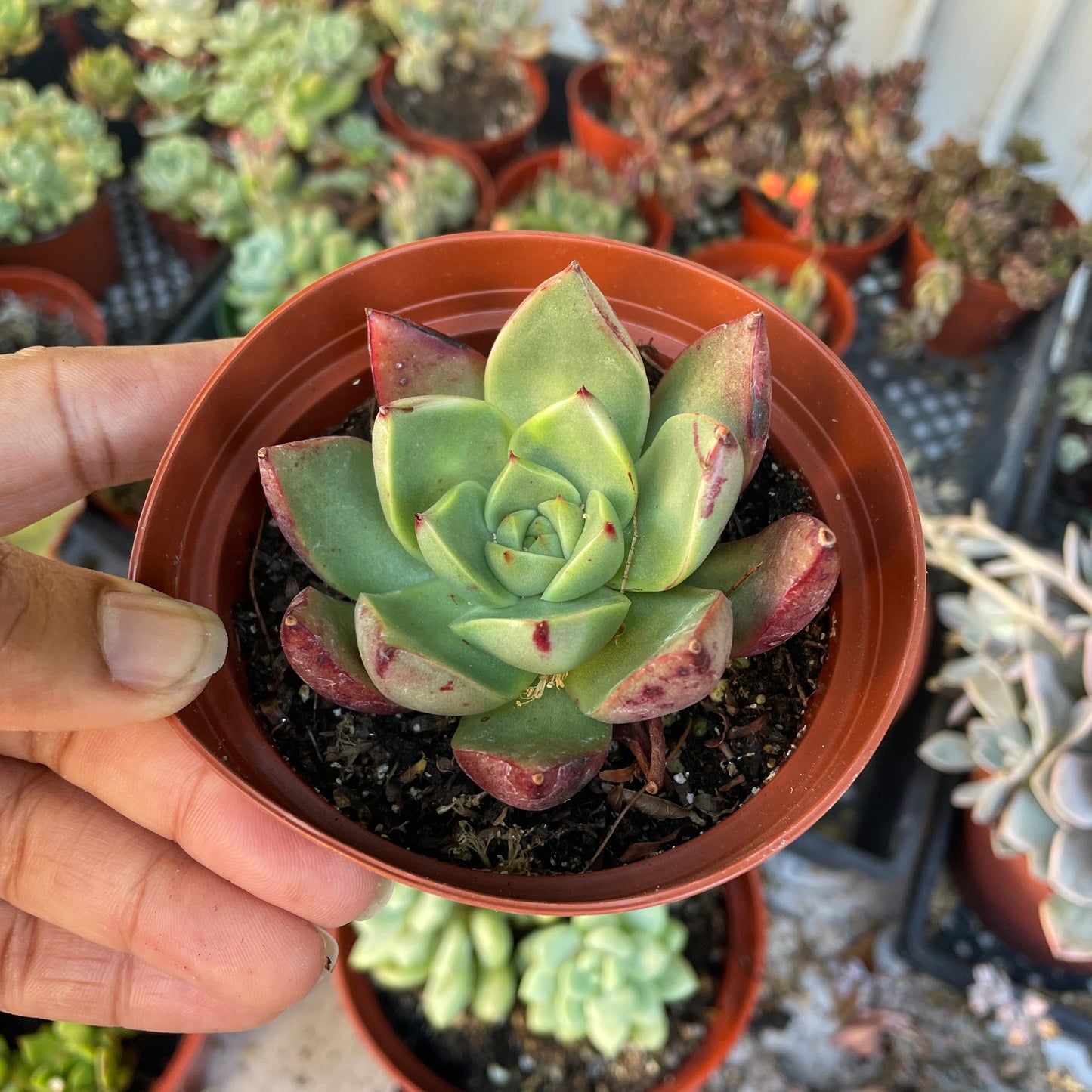Korean Import- Echeveria Matador