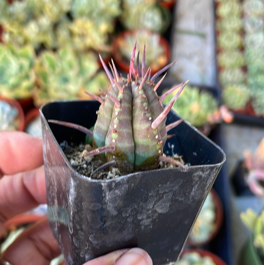 Euphorbia Ferox