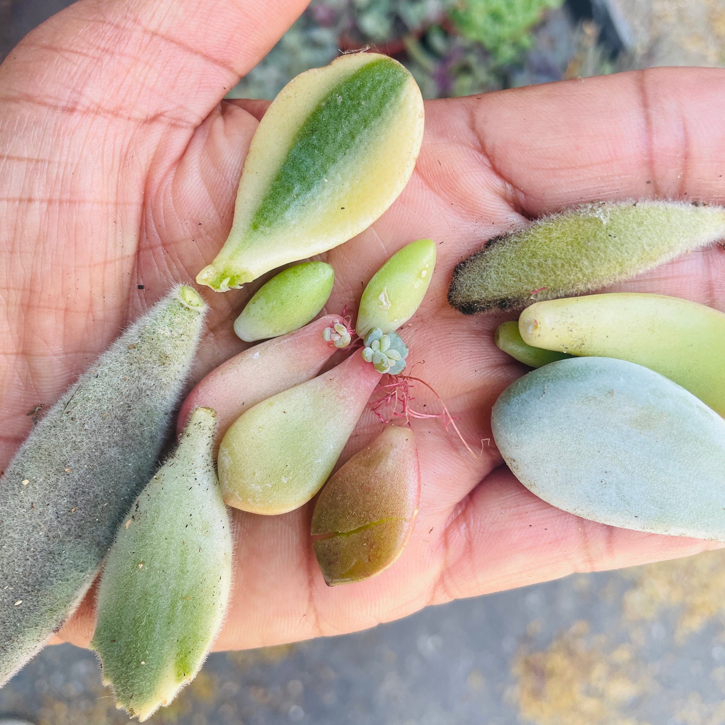 50 Propagation Leaves