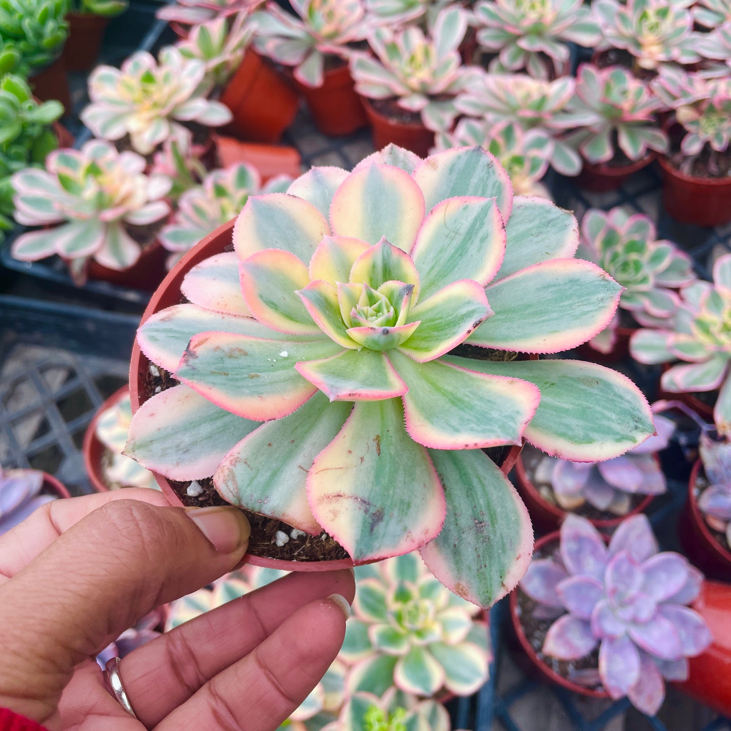 Aeonium Sunburst