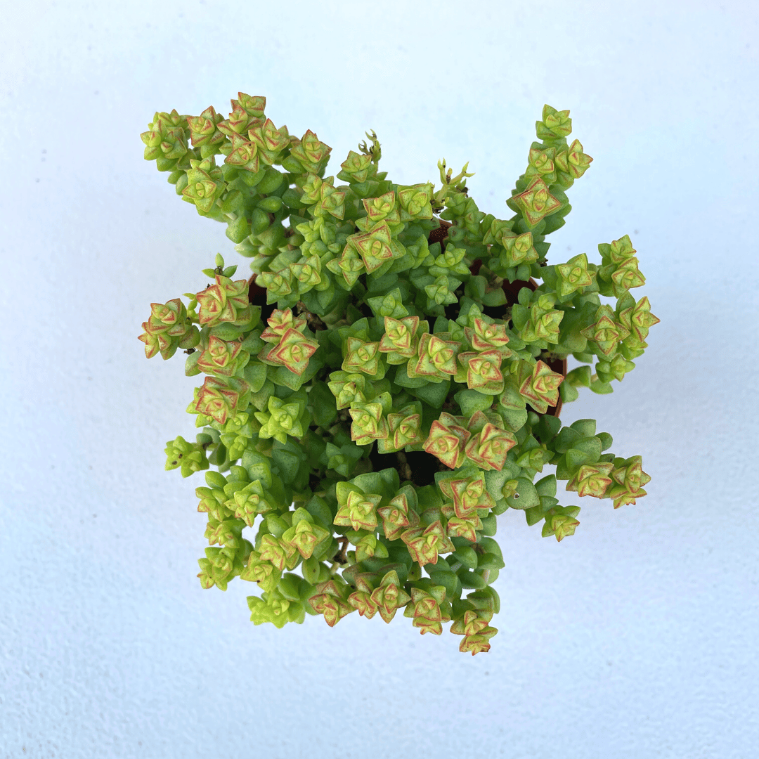 Crassula Tom Thumb