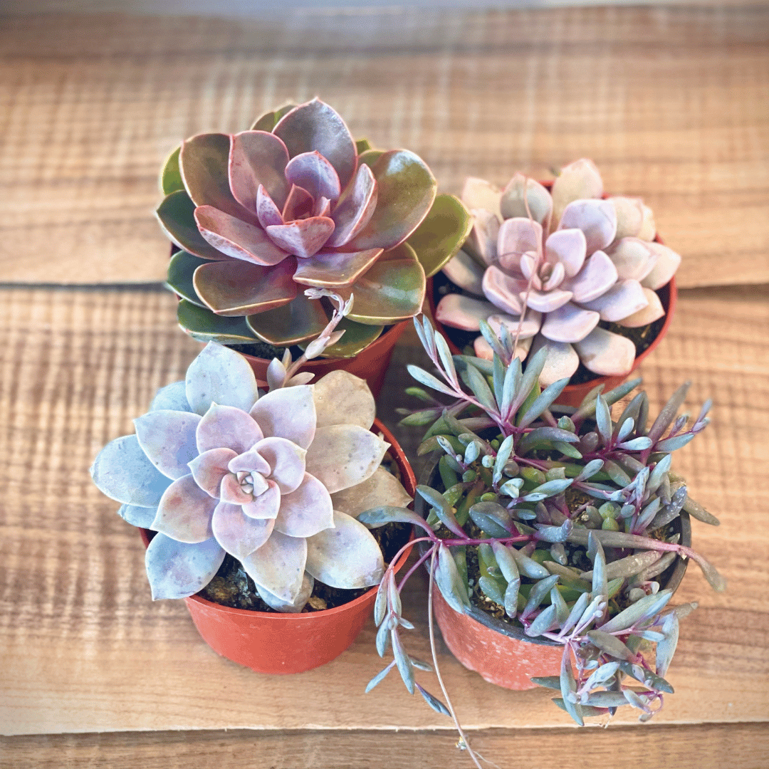 The Purple Succulent Collection