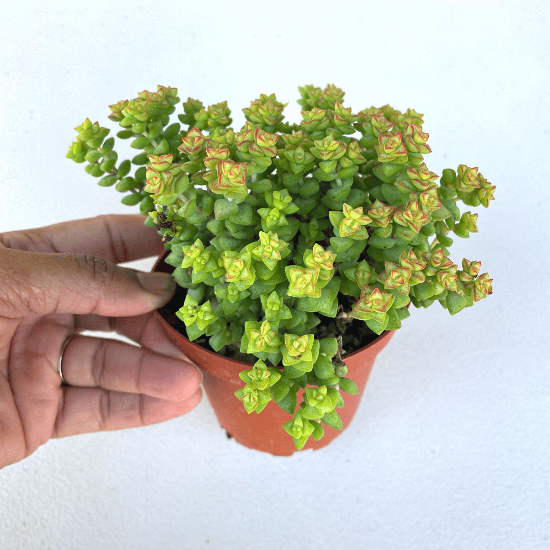 Crassula Tom Thumb