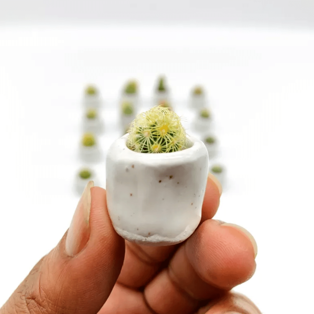 Cutie Cactus