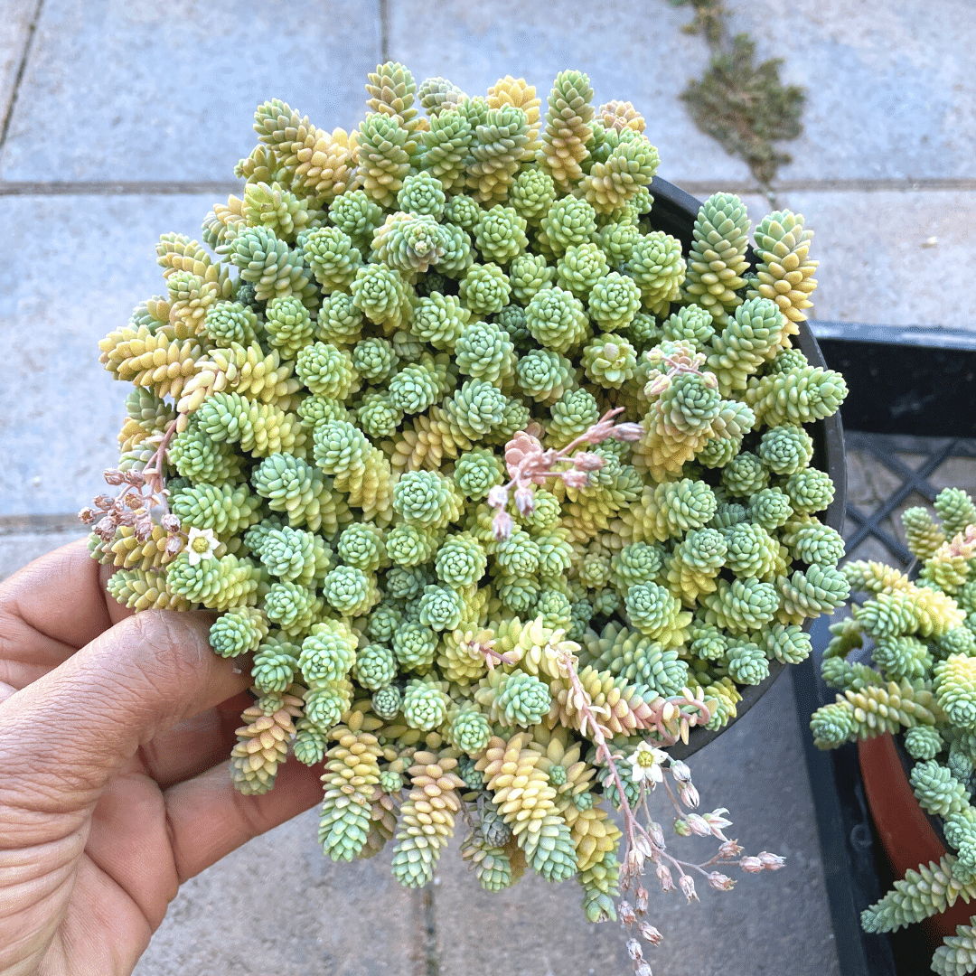 corsican stonecrop succulent Sedum Dasyphyllym Major