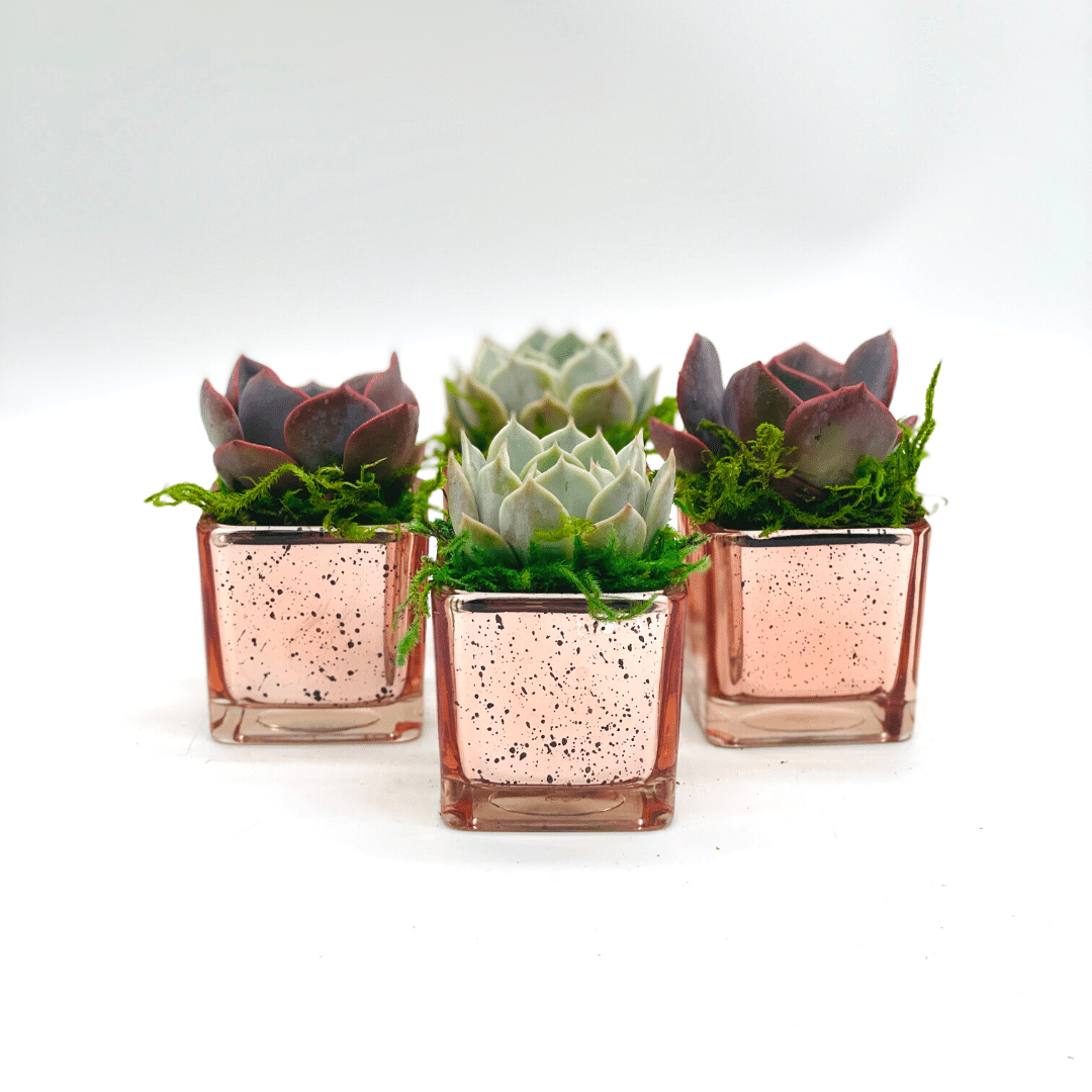 gold succulent pots Succulent Favors