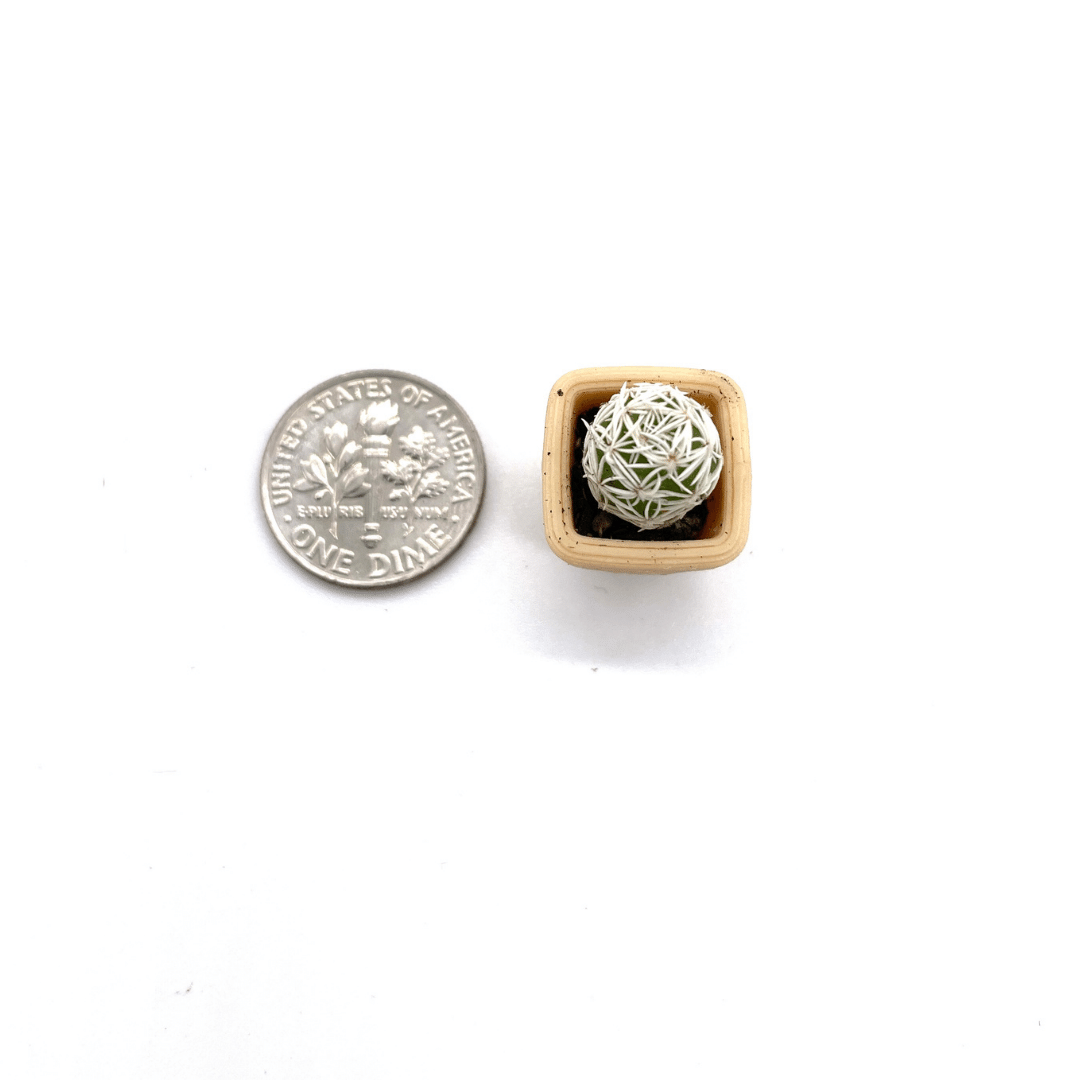 Smol Cactus