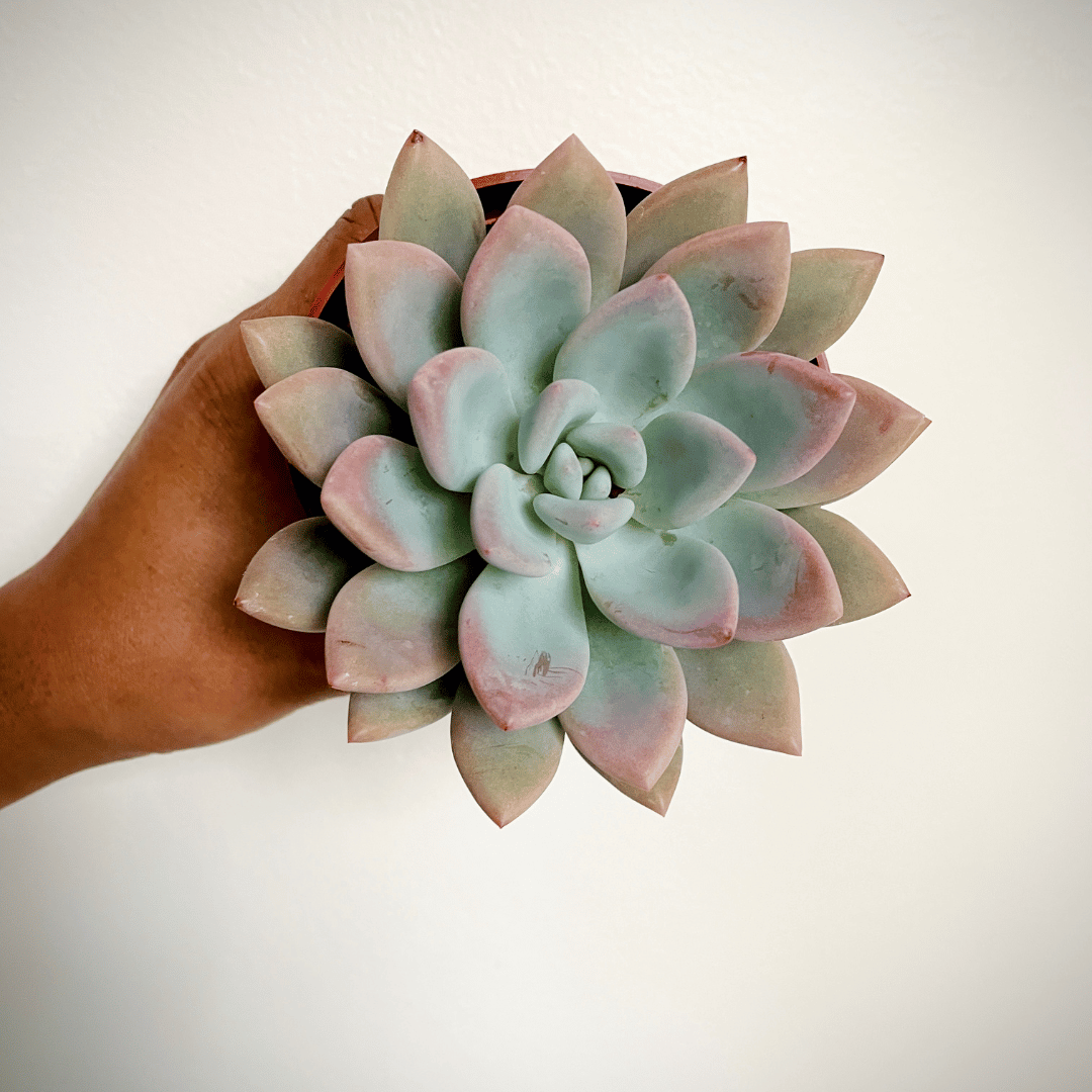 graptoveria opalina succulent Graptoveria Opalina – Just Succ It