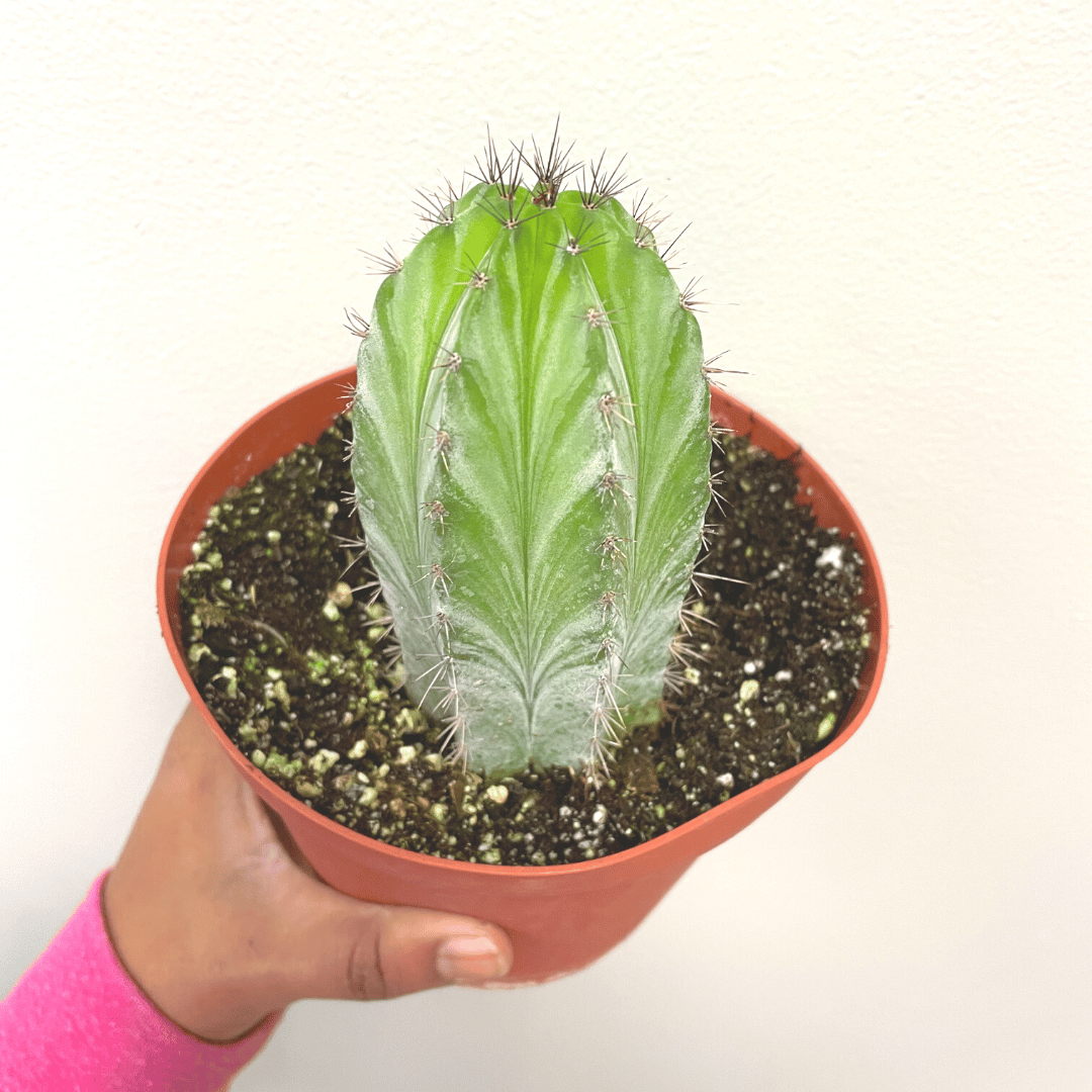 Poloskia Chichipe