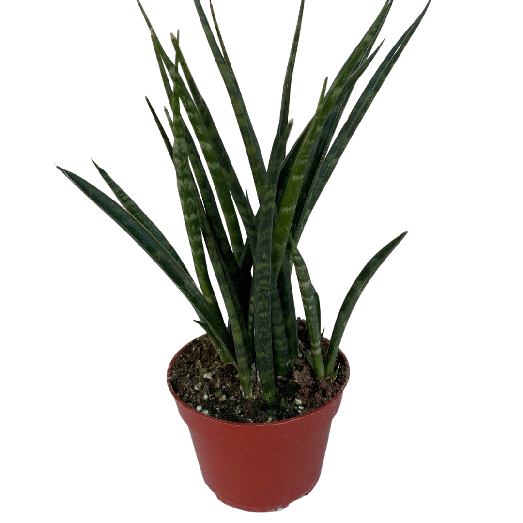 Sansevieria Fernwoood