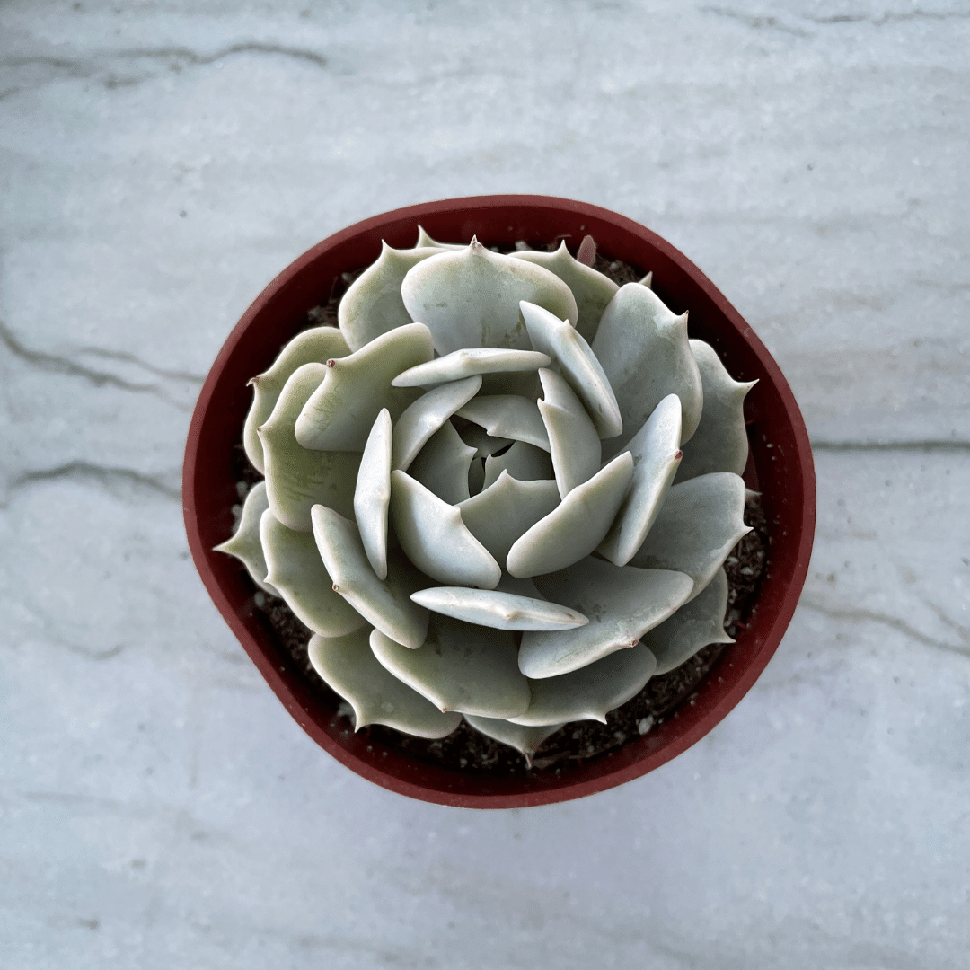 Echeveria Lola
