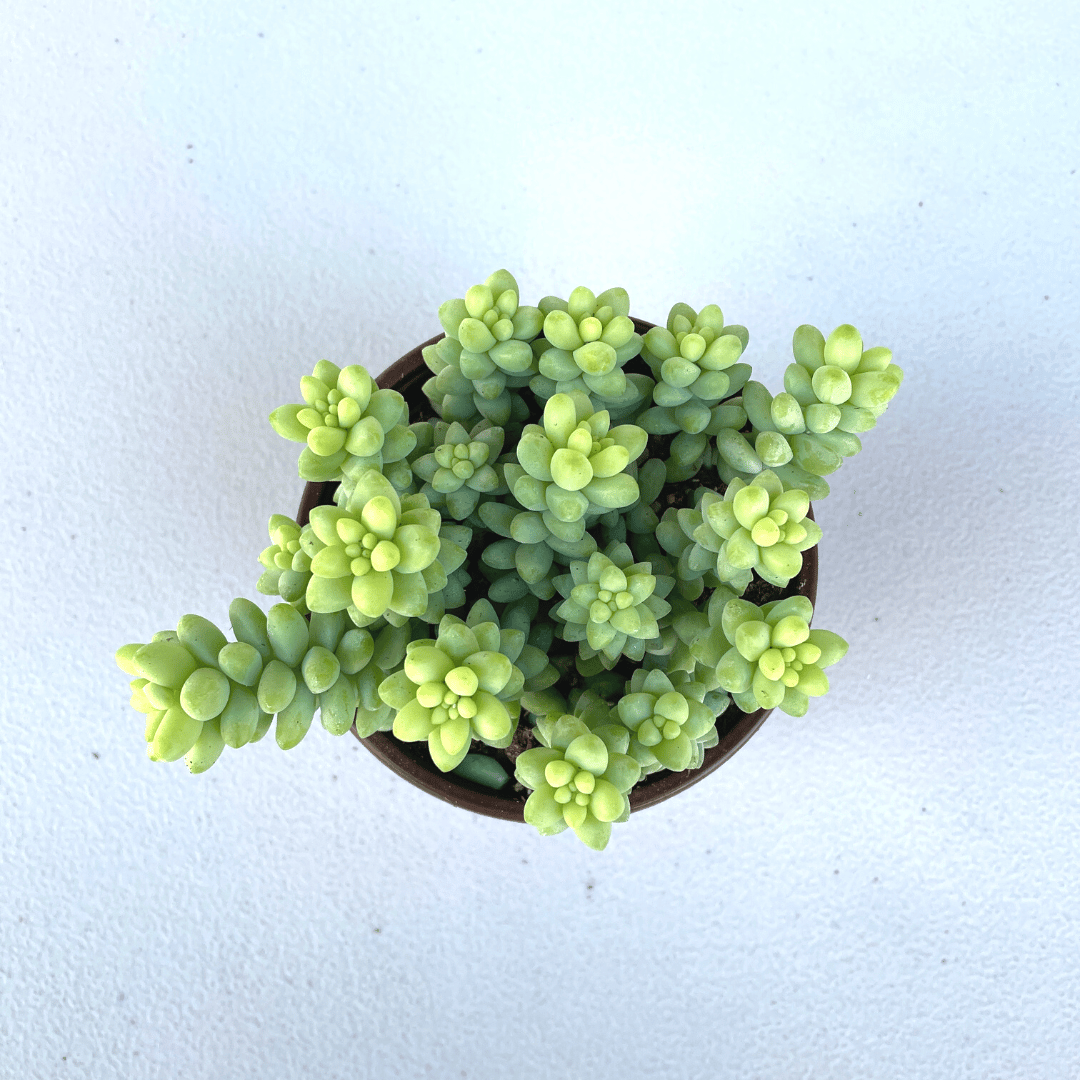 Sedum morganianum - Donkey's Tail