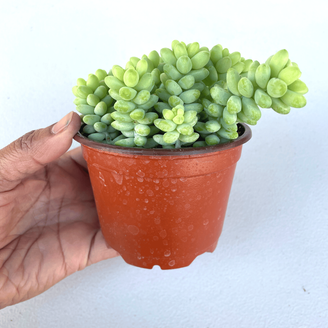 Sedum morganianum - Donkey's Tail