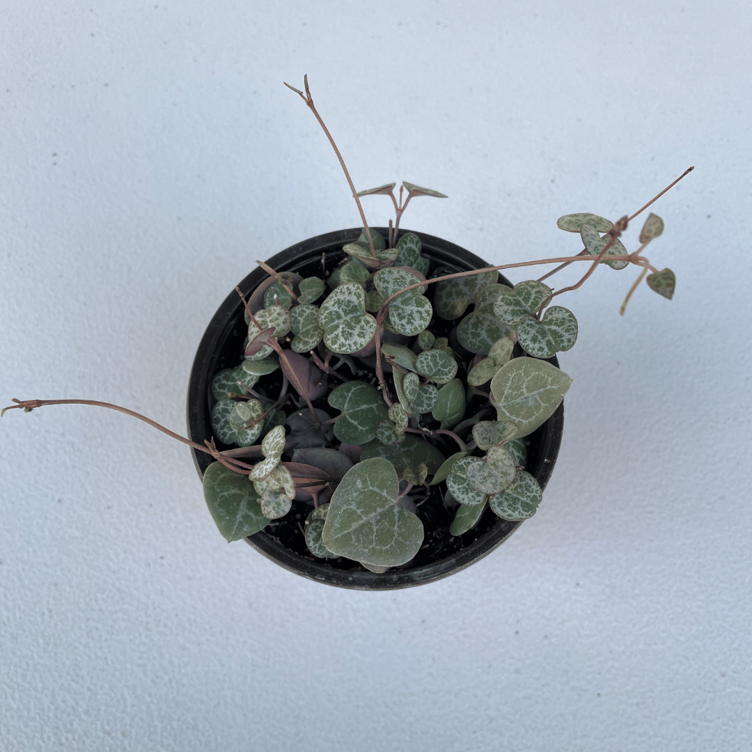 String of Hearts