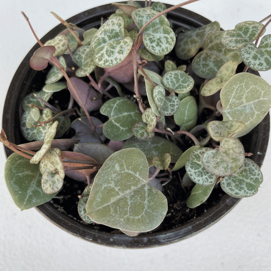 String of Hearts