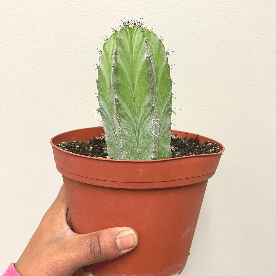 Poloskia Chichipe