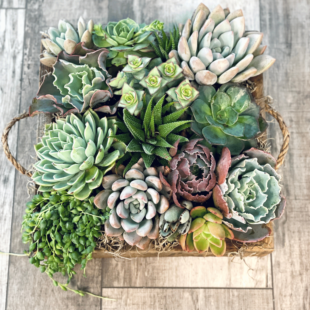 planter for succulents XL Love Planter Succulent Arrangement