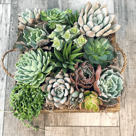 XL Love Planter Succulent Arrangement