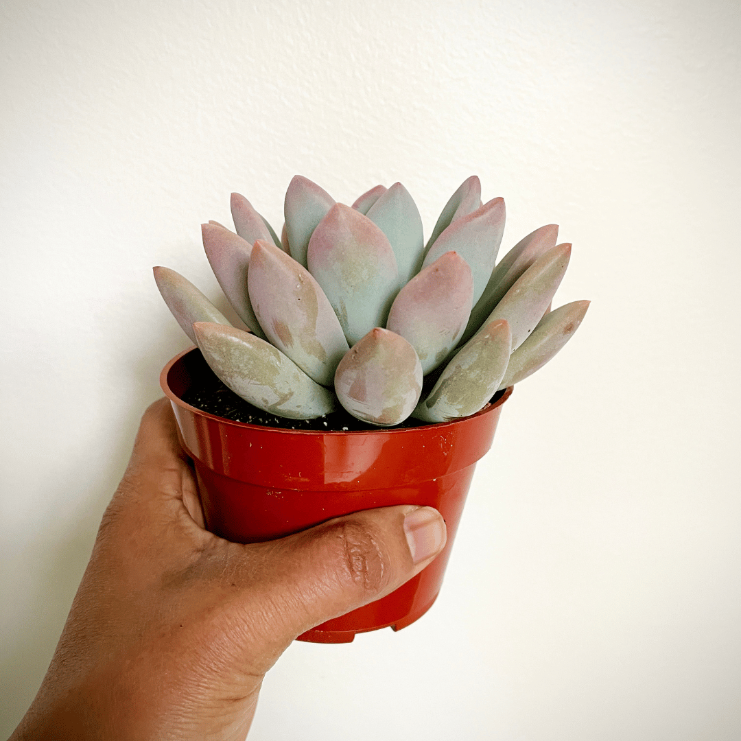 Graptoveria Opalina
