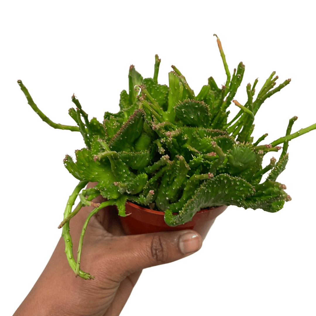 Euphorbia flanaganii 'Cristata' -  Crested Medusa Succulent