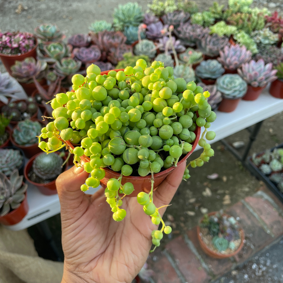 pearl succulents for sale String of Pearls 4 inch