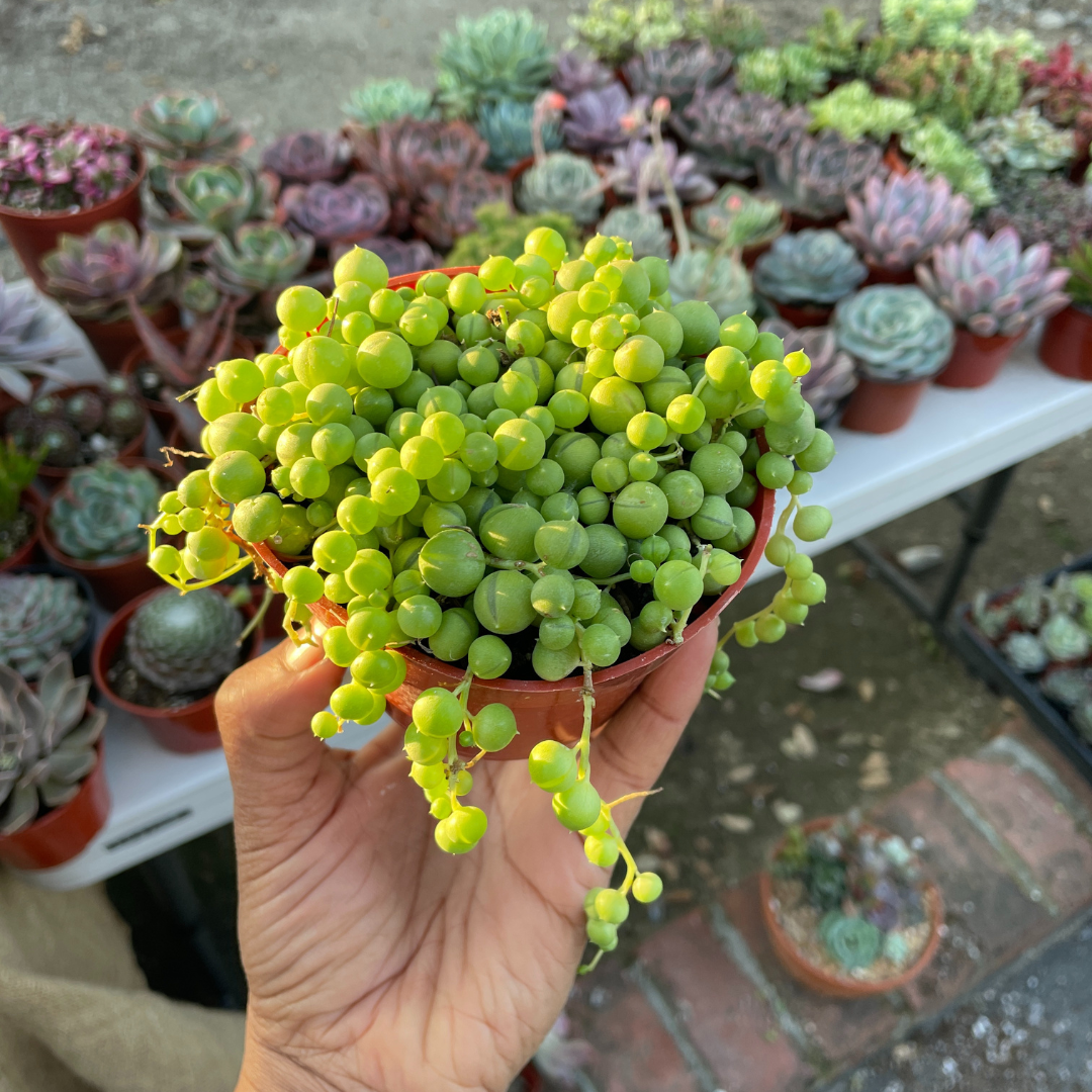 String of Pearls - Senecio Rowleyanus