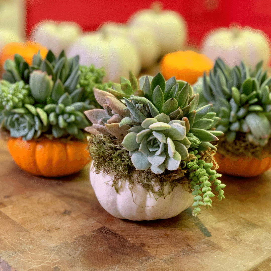 *PAST EVENT* Pumpculent Open House - Oct 7 5-7:30
