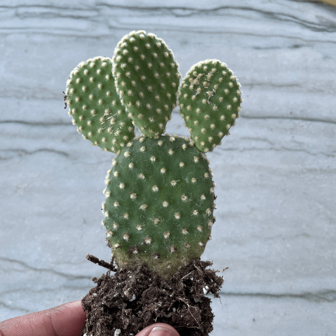 Opuntia Bunny Ears