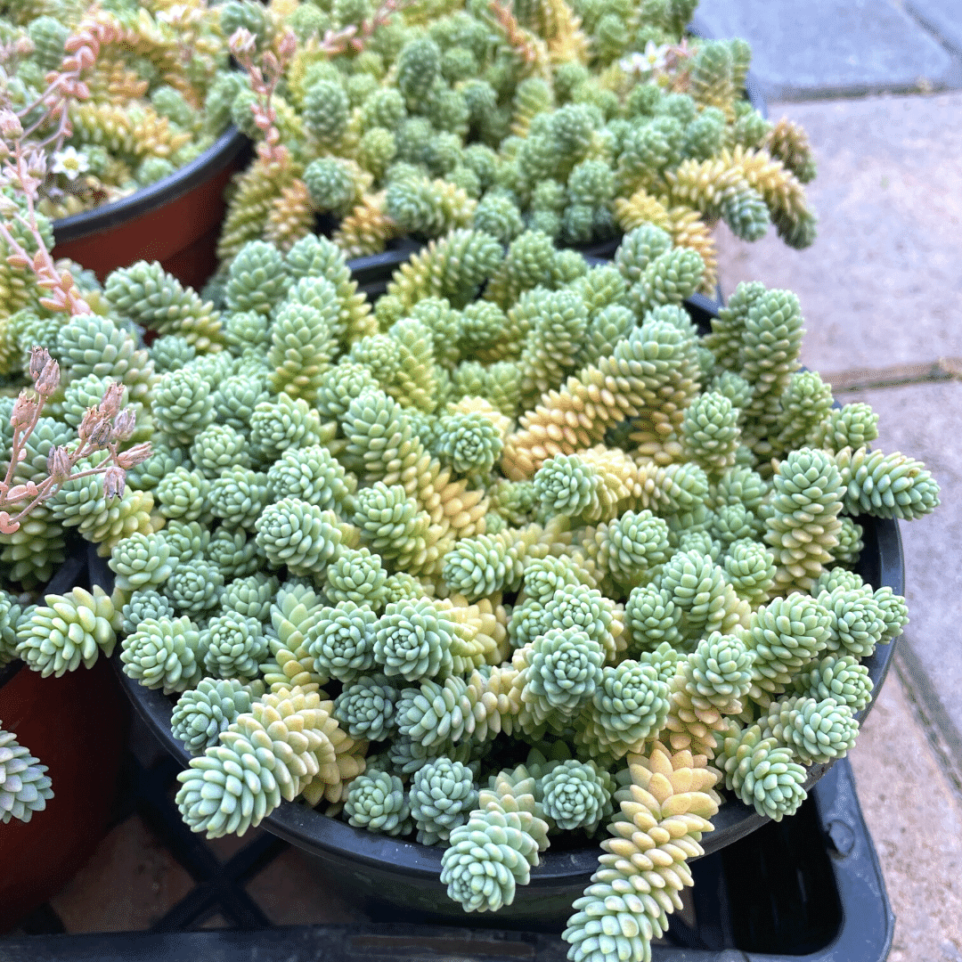 Sedum Dasyphyllym - Corsican Stonecrop