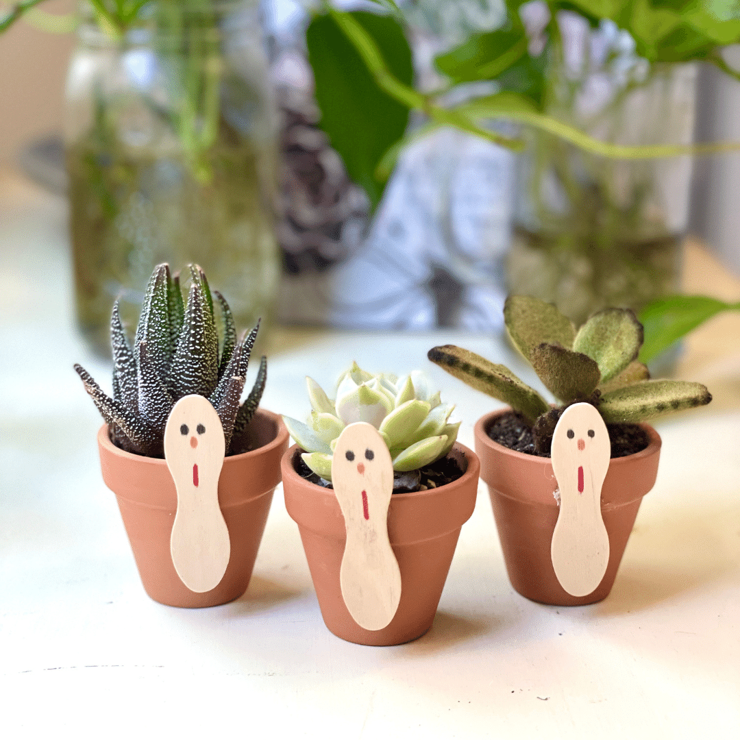 succulent turkey DIY Succulent Turkey Kit