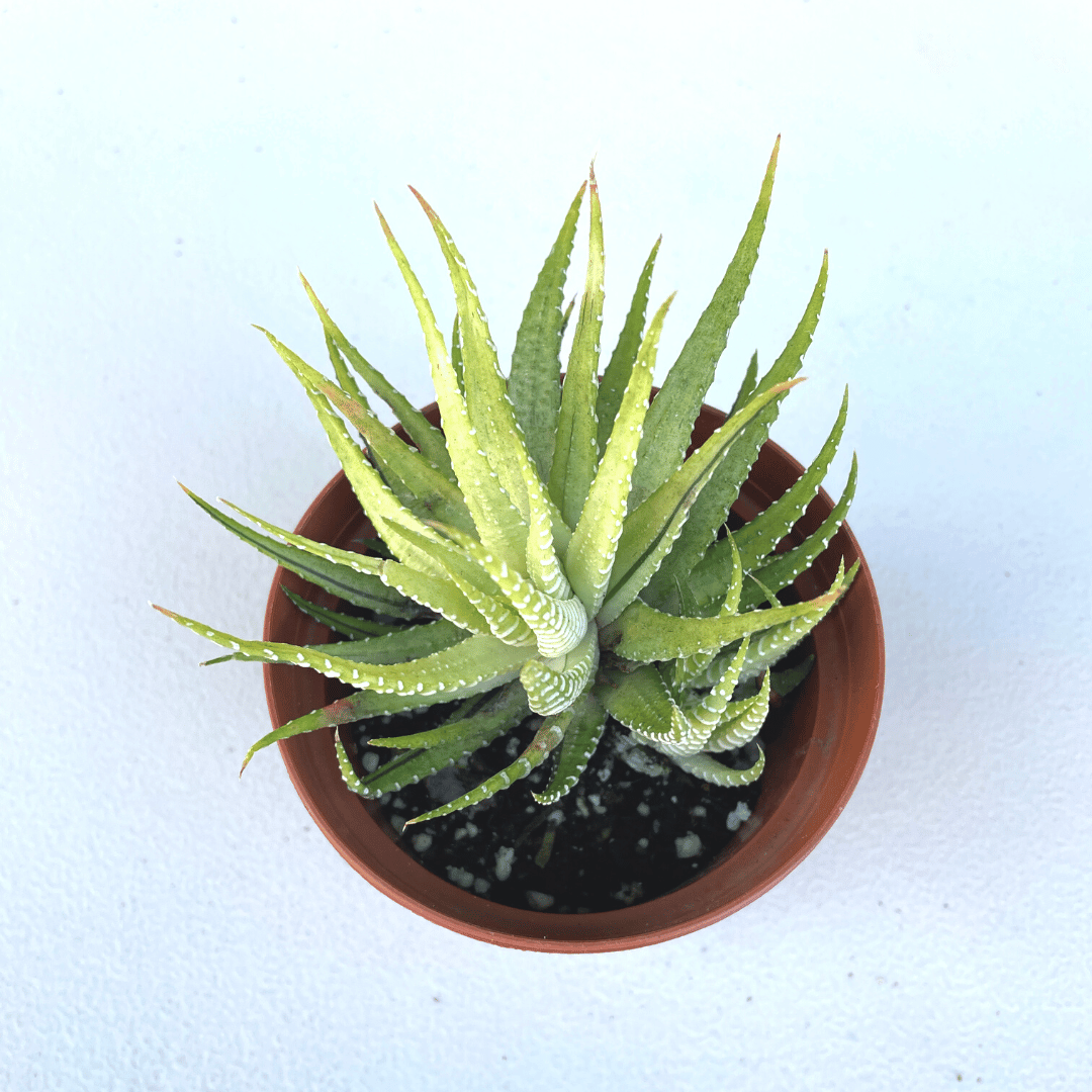 Rare Variegated Zebra Haworthia