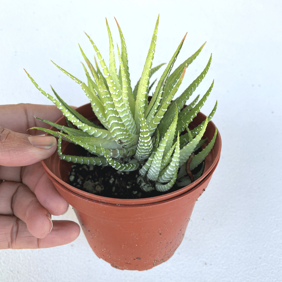 Rare Variegated Zebra Haworthia