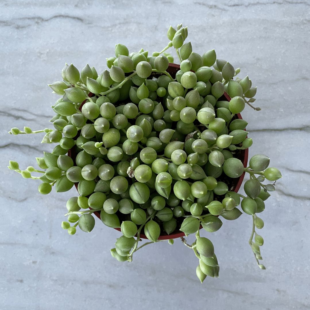 string of tears succulent String of Tears – Just Succ It