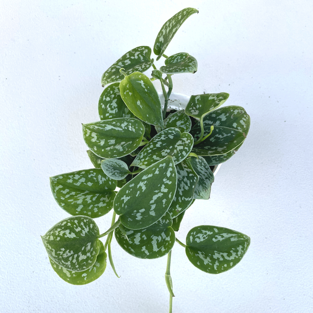 Satin Pothos