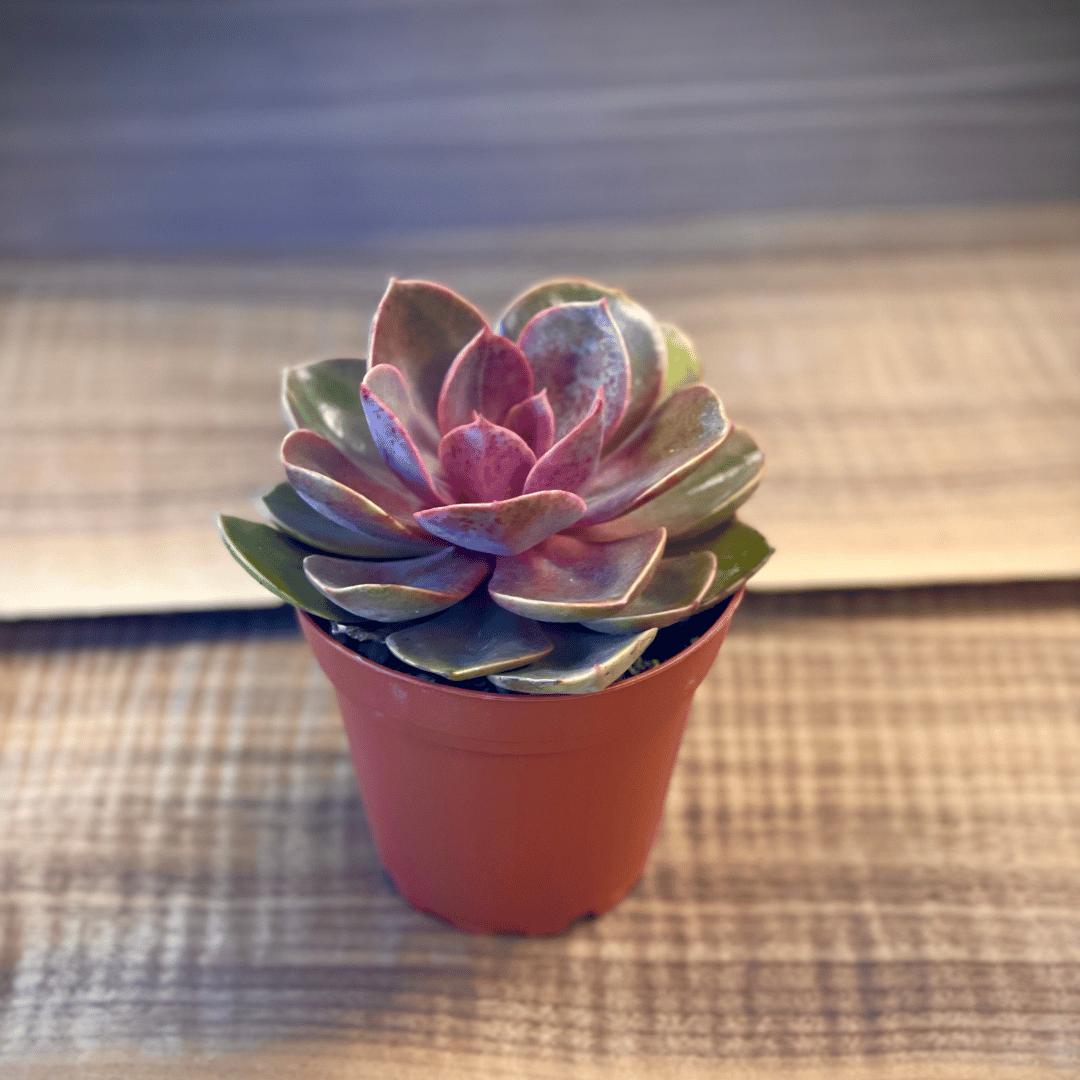 succulent pvn Echeveria Perle von Nurnberg, 4" Plant