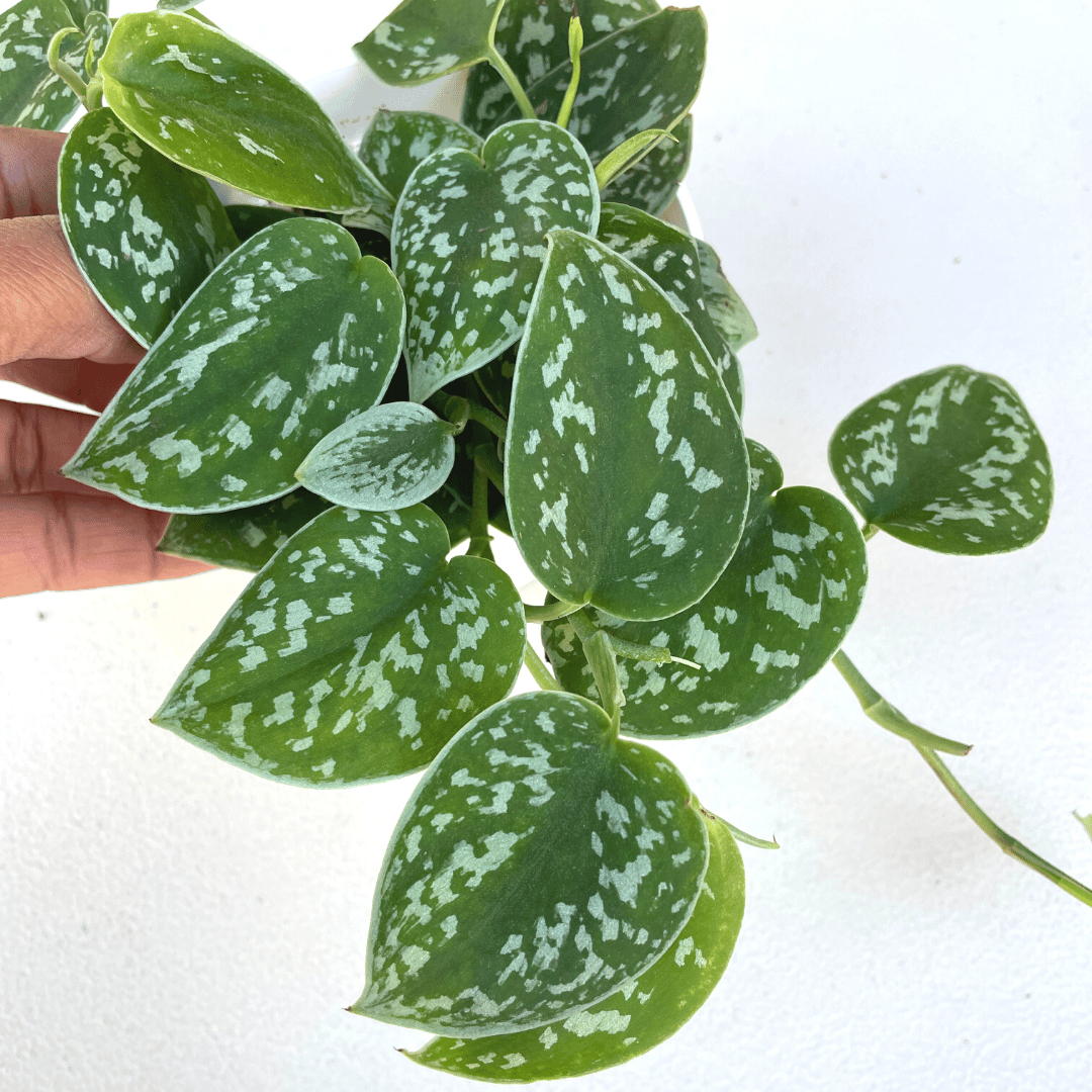 Satin Pothos