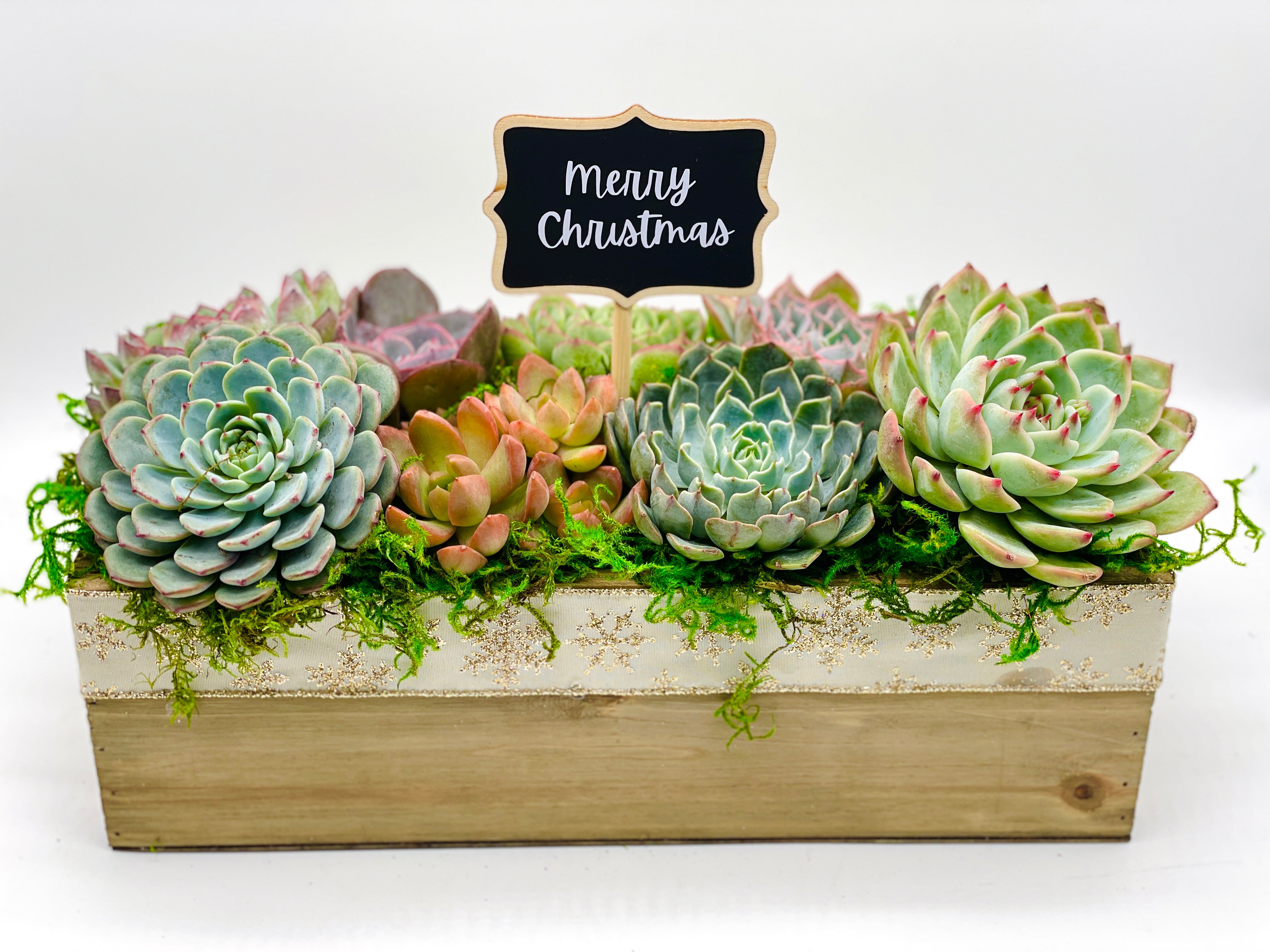 succulent christmas arrangements Succulent Christmas Arrangements – Just Succ It