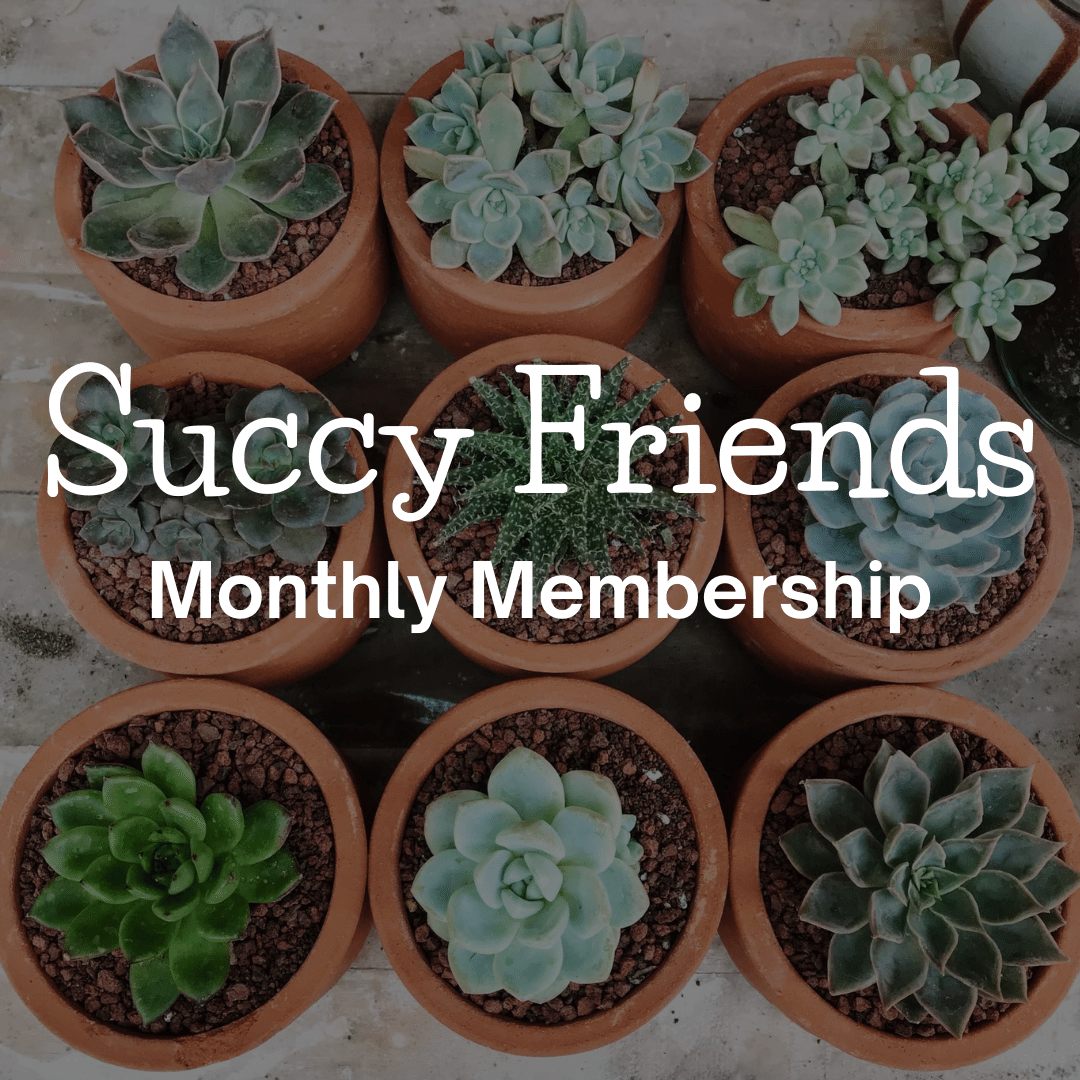 succulent membership Succy Friends Monthly Membership