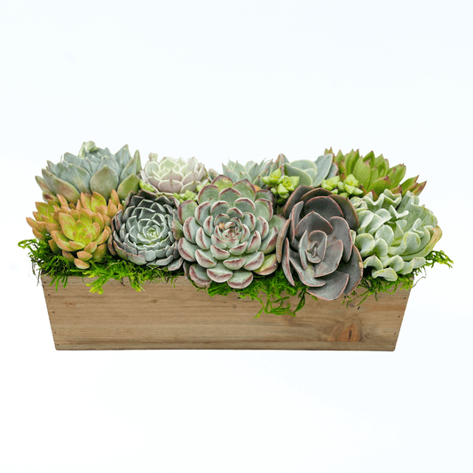 Dani Succulent Planter