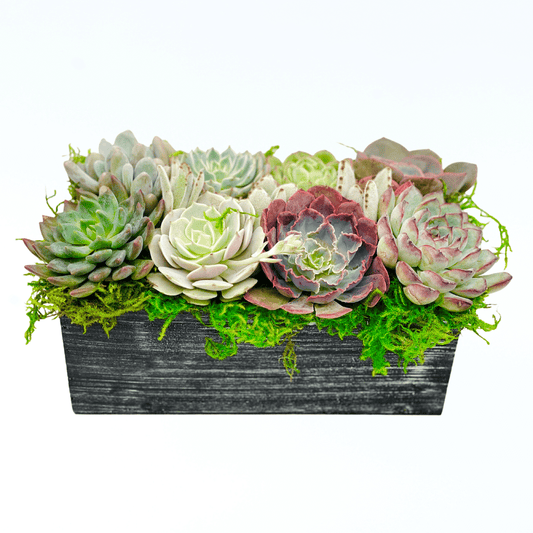 Succulent Arrangement - Modern Farmhouse