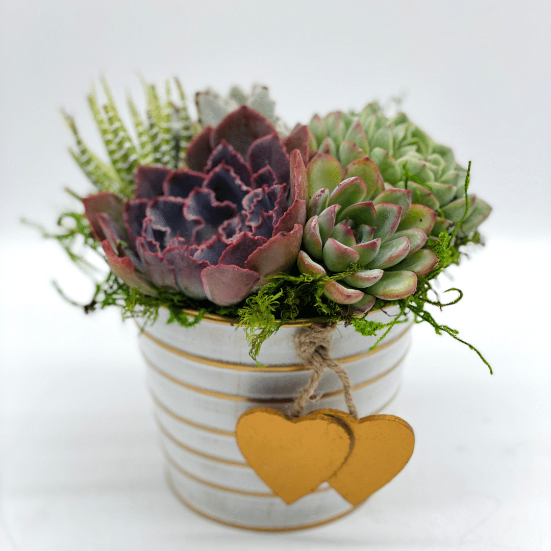 succulent heart arrangement Heart Pail Arrangement – Just Succ It