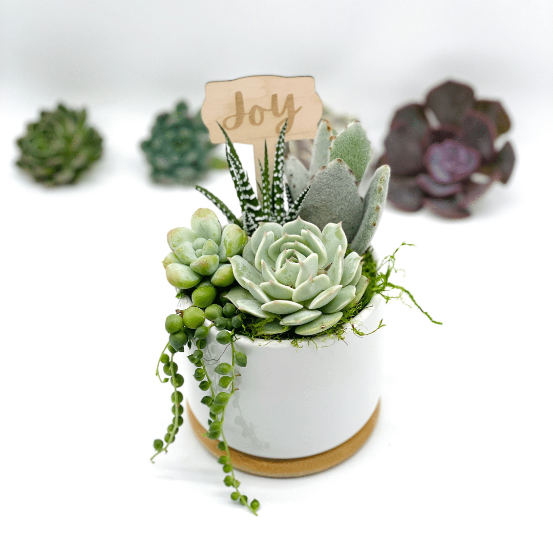 succulent plants in small pots Small Succulent Arrangement – Just Succ It