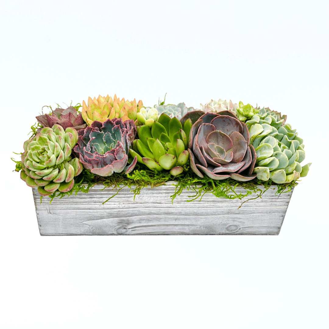 faux succulent planter box Taylor Succulent Planter – Just Succ It